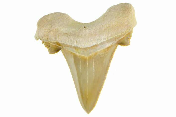 Serrated Sokolovi (Auriculatus) Shark Tooth - Top Quality #372462